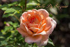 Belle du Seigneur ® rose photo