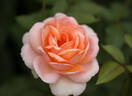 Belle du Seigneur ® rose photo