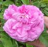 Ardoisée de Lyon rose photo
