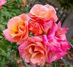 Eyeconic rose photo