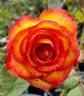 Polo Club ™ rose photo