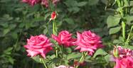 Peter Frankenfeld ® rose photo