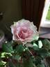 21-38-1 rose photo