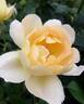 Comte de Champagne rose photo