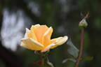 Lady Belper rose photo