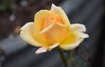Lady Belper rose photo