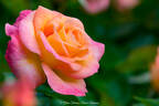 Daybreaker rose photo