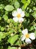 Tooth Fairy rose photo
