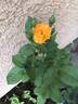 Piñata rose photo
