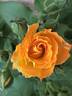 Piñata rose photo