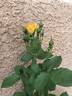 Piñata rose photo