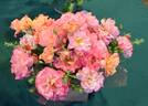 Merry Maker rose photo