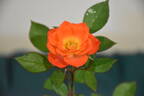 Cricket ™ rose photo