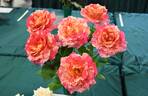 Claude Monet rose photo