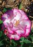 Nicole ® rose photo