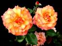 Soledad rose photo