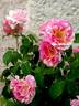 Claude Monet rose photo