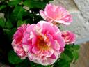 Claude Monet rose photo