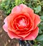 Safari rose photo