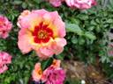 Eyeconic rose photo