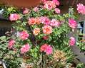 Eyeconic rose photo