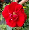 Amadeus ™ rose photo