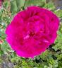 Monsieur Boncenne rose photo