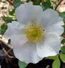 Sharon's Delight™ rose photo