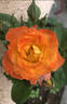 Piñata rose photo