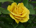 Alex's Lemonade Stand rose photo
