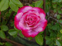 Baby Paradise ™ rose photo