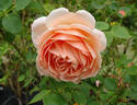 Cressida rose photo