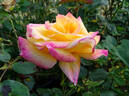 Desert Peace ™ rose photo