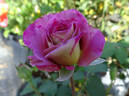 Double Feature rose photo