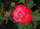 Jolly Roger rose photo
