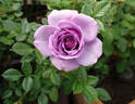 Lavender Veranda rose photo
