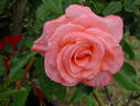 Liverpool Echo rose photo