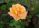 Mona Lisa rose photo