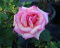 Oksana rose photo