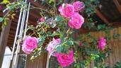American Beauty, Cl. rose photo