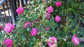 American Beauty, Cl. rose photo