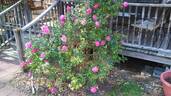 American Beauty, Cl. rose photo
