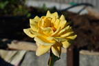 Lady Belper rose photo