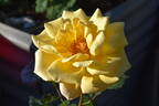 Lady Belper rose photo