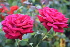 Konrad Henkel rose photo