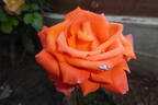 Alexander ® rose photo