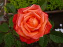 Alexander ® rose photo