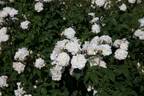 Xochimilco rose photo
