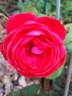 Princesse de Jardin Marie-José rose photo