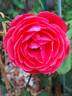 Princesse de Jardin Marie-José rose photo
